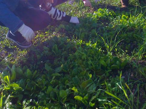 Retirar as ervas daninhas do leirão de espinafres