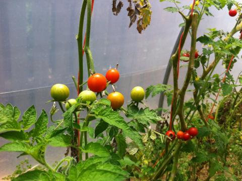 Tomate cereja (estufa).