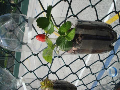 A morangueira da horta vertical com um morango.