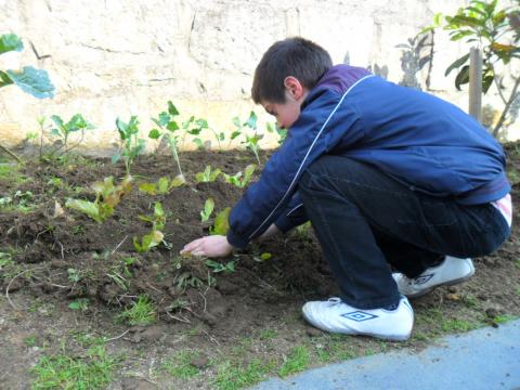 A plantar as alfaces.