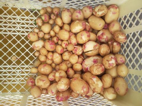 Batatas biológicas