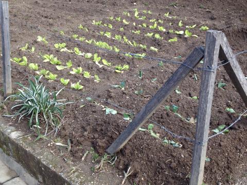 Horta em março - plantações de hortaliças e alfaces