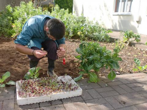 O jovem/Aluno a retirar rebentos de Beterraba da sementeira para replantar na terra