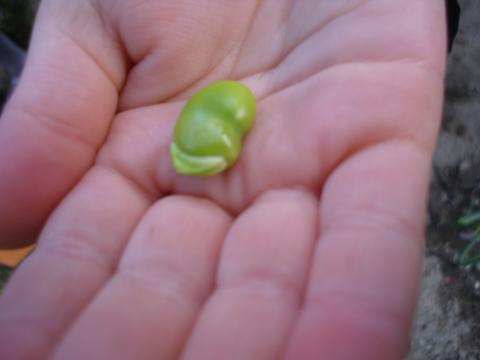 Encontramos esta semente! Ela é comestível, por isso vamos levá-la até à nossa cozinha.