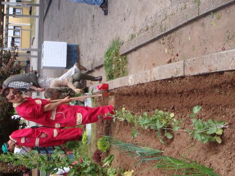 Preparação do terreno para a sementeira do feijão verde
