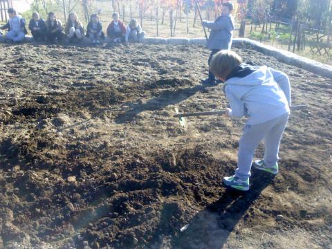 Sachando a terra para a preparar para a sementeira.