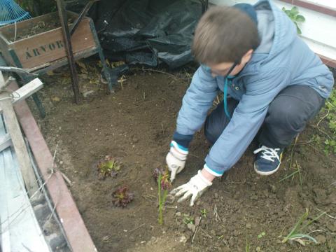 Plantação de plantas de alface na estufa anexa à horta biológica pelos alunos de hortofruticultura.