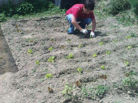 Plantação de alface na horta biológica.