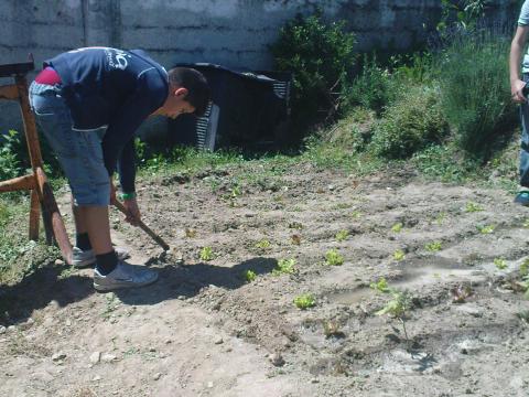 Arejamento do solo da plantação de alfaces da horta.