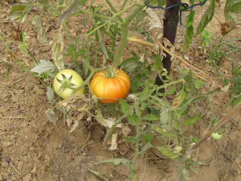 Últimas culturas do ano: tomateira.