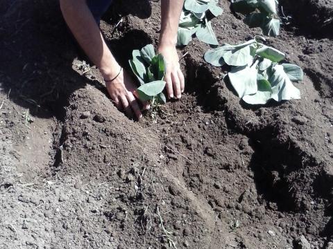 Os alunos a plantar couves.