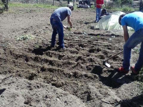 Os alunos a plantar couves.