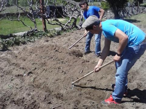 Preparação do terreno: Os alunos fazem os regos para plantarem couves.