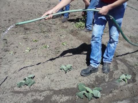 Os alunos regam as couves que foram plantadas no terreno.