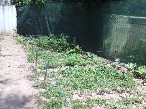 Panorama da horta do lado direito. Tem alface, tomates, favas, couve, cebolo, cenouras e beringelas.