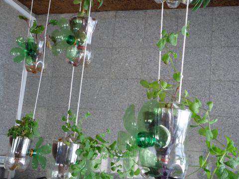 Como têm crescido as nossas plantas ... As que foram colocadas na sala de professores estão mais saudáveis dada a boa exposição à luz e ventilação.