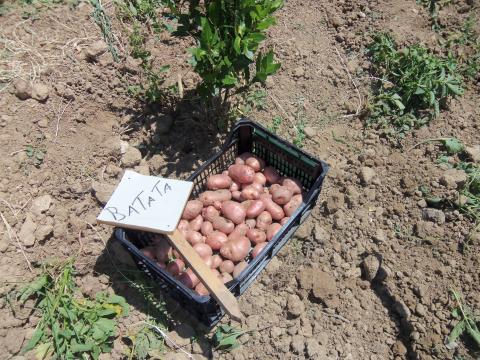 A produção de batatas (26 de maio)!