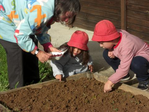 Horta - Começamos a semear favas, ervilhas, alfaces e pimentos.