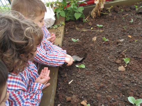 1º Momento da nossa Horta - Plantação inicial de alguns legumes contam com a colaboração de algumas crianças.