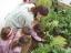 Plantação do feijoeiro - uma das crianças ofereceu-se para colocá-lo na terra.