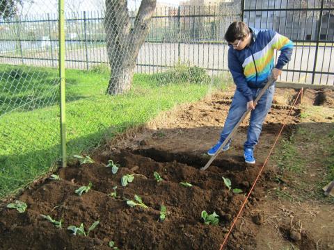 Plantar couves na horta