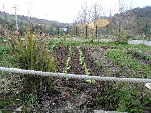 10 - Nova plantação de alfaces e ervas aromáticas.