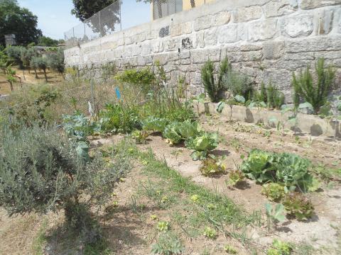 Vista geral da horta ainda em crescimento, após vários produtos terem sido já consumidos. Ultimamente plantamos pencas e tomateiros.