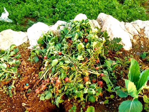 colheita  de rabanetes  e canteiro com ervas aromáticas