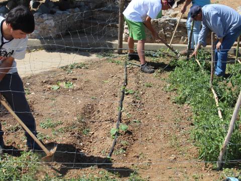Alunos a retirar as infestantes das culturas de pepino e tomate