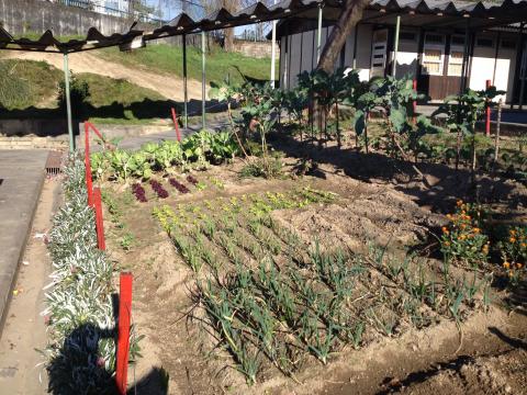 Horta em fevereiro - hortaliças, cebolo, alhos e alface