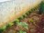 3.	Alfaces replantadas no jardim entre os tufos de relva chinesa a “sol aberto”