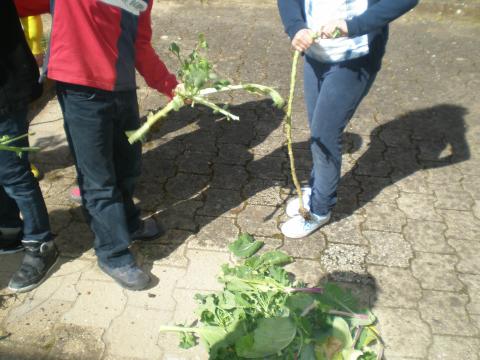 Os alunos fizeram a manutenção da horta.