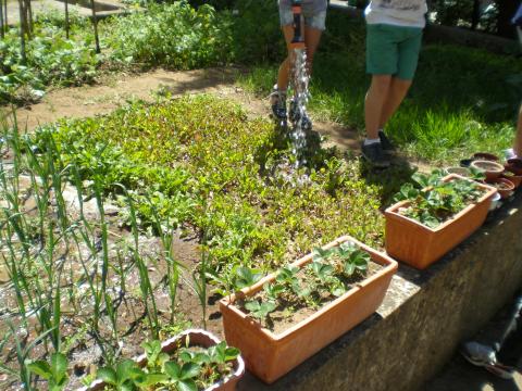 Os alunos fizeram a manutenção da horta.