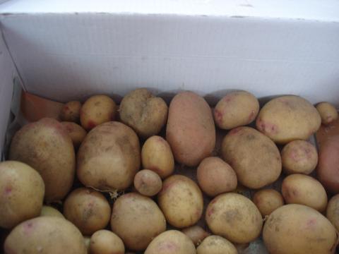 as batatas