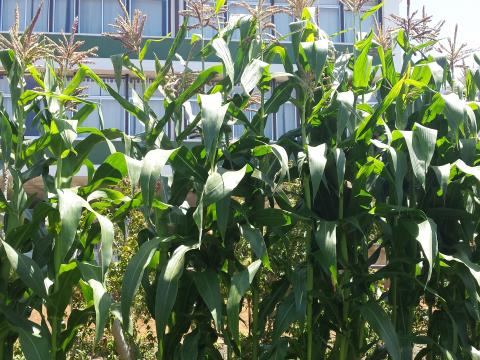 Plantação de milho bio