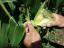 plantação milho doce bio