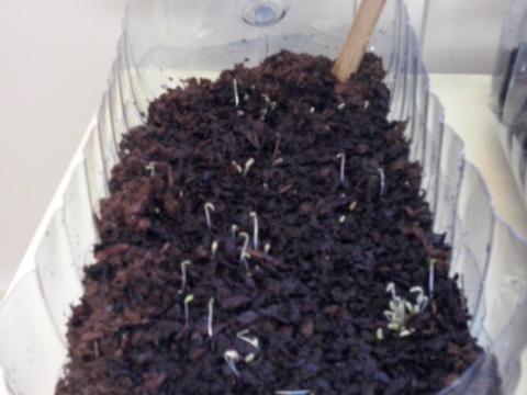 Início da germinação nas sementeiras