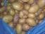 Batatas colhidas