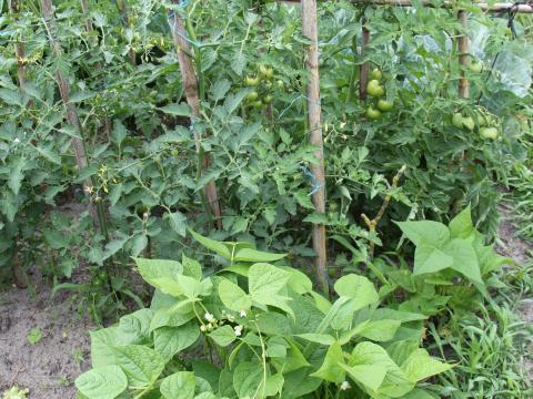 Os tomateiros e os feijões estão lindos e em produção. Uma equipa de alunos e assistentes operacionais continuam a vir cuidar da horta apesar das atividades letivas terem terminado.