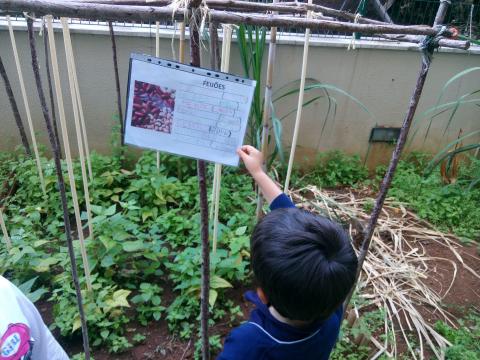 Identificação dos alimentos na horta