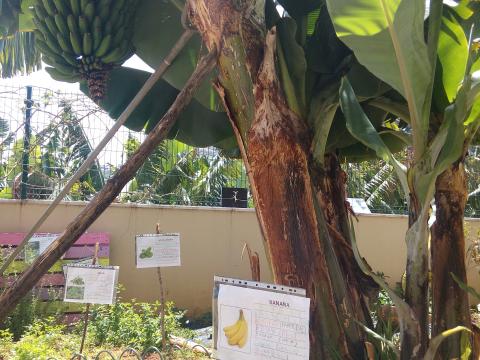 Identificação dos alimentos na horta - bananas