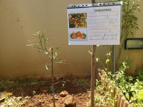 Identificação dos alimentos na horta - tangerinas