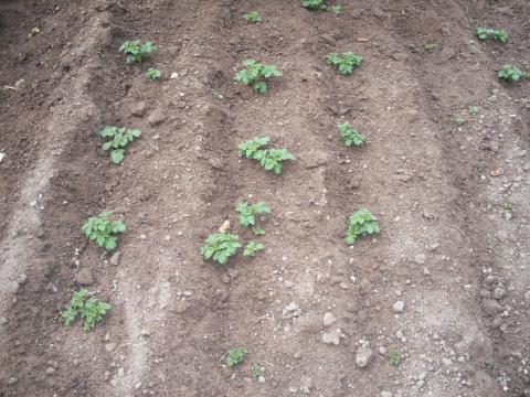 1ºs rebentos - Registo da 1ª etapa da sementeira de batatas