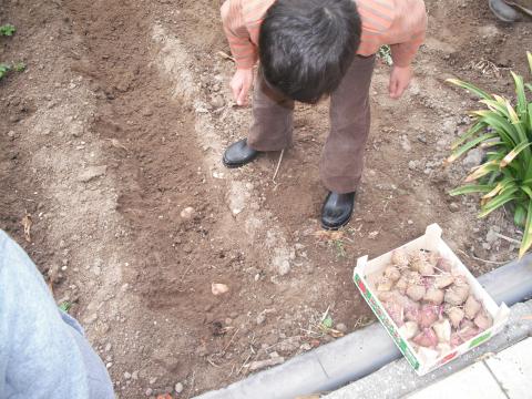 2ª etapa de semear batatas