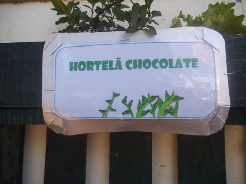 Identificação da plantação - Erva Aromática - Hortelã Chocolate