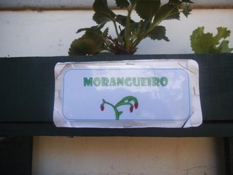 Identificação da plantação - Morangueiro