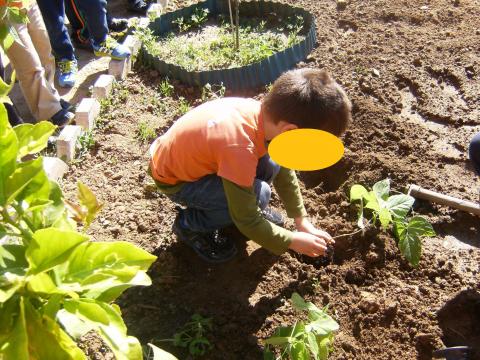 Os alunos estiveram a semear a planta do feijão.