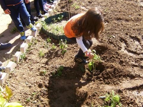 Os alunos estiveram a semear a planta do feijão.