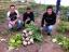 Rui, Francisco e Cláudio com a colheita de alfaces e nabos - 7 abril