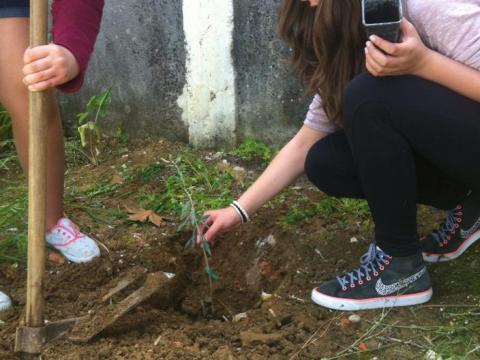 Plantámos árvores.